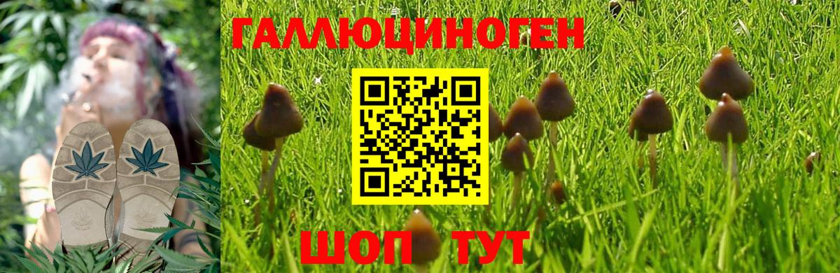 Псилоцибиновые грибы Psilocybe  Ленинск-Кузнецкий  где можно купить   Галлюциногенные грибы мицелий 